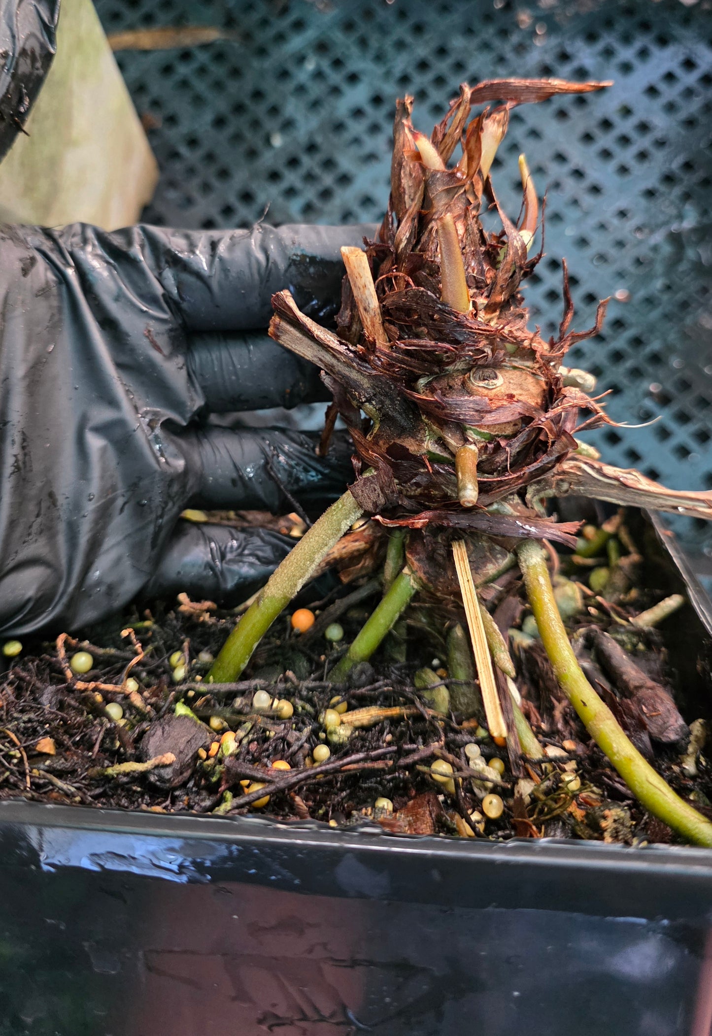 ANTHURIUM Black BEAUTY
