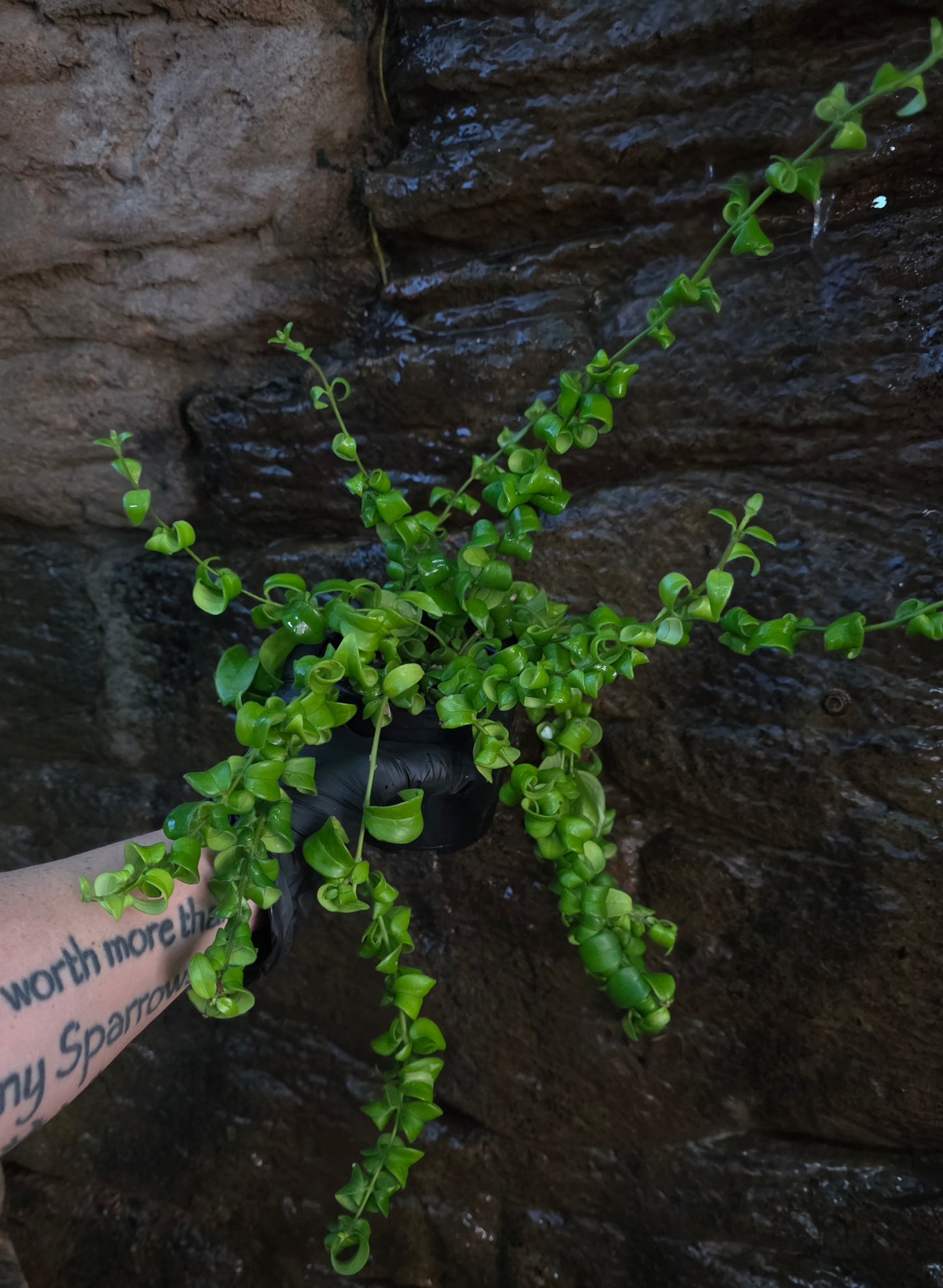 Curly Lipstick plant