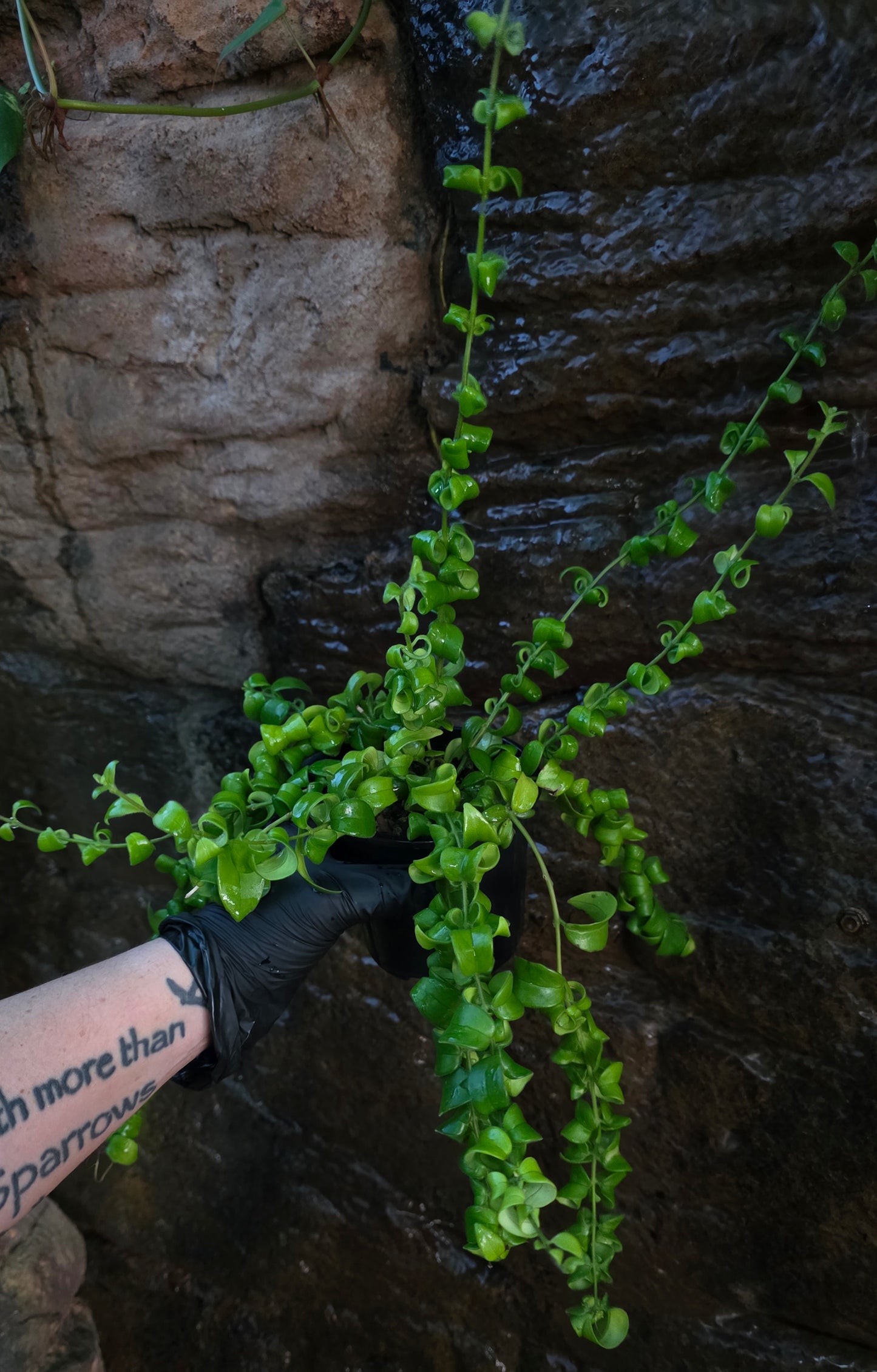 Curly Lipstick plant
