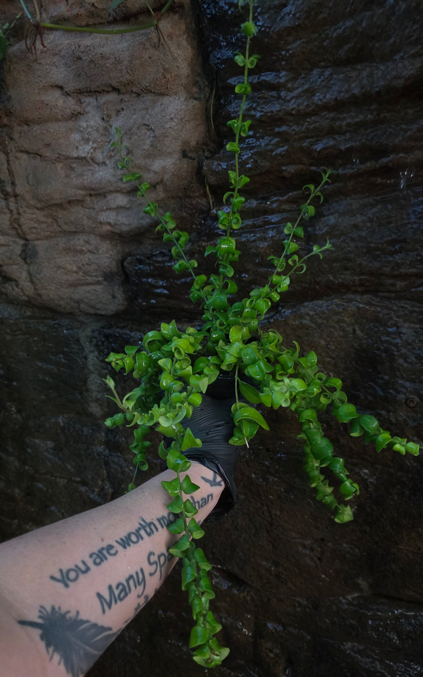 Curly Lipstick plant
