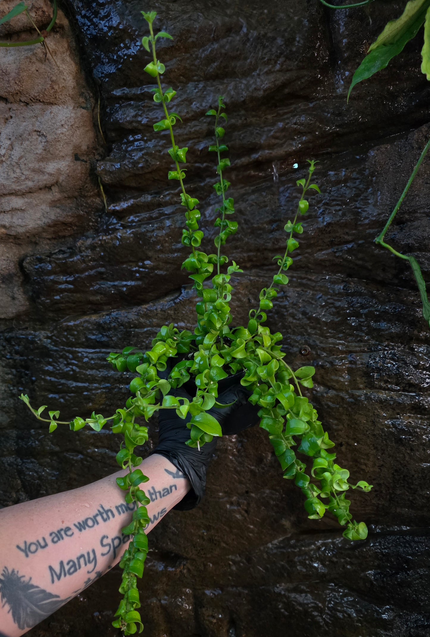 Curly Lipstick plant