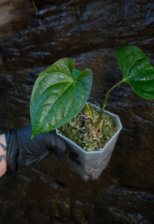 ANTHURIUM Guatemala x Luxurians x Crystallinum