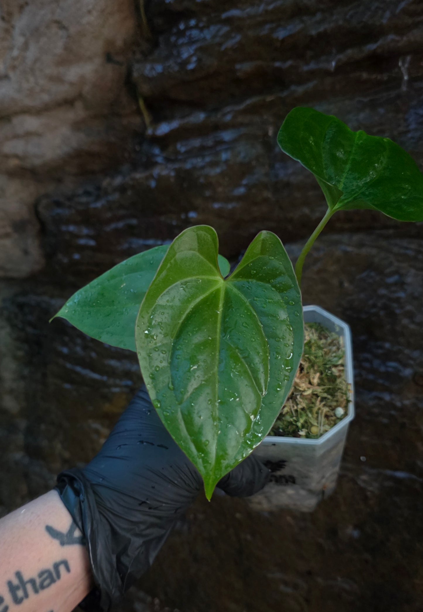 ANTHURIUM Guatemala x Luxurians x Crystallinum