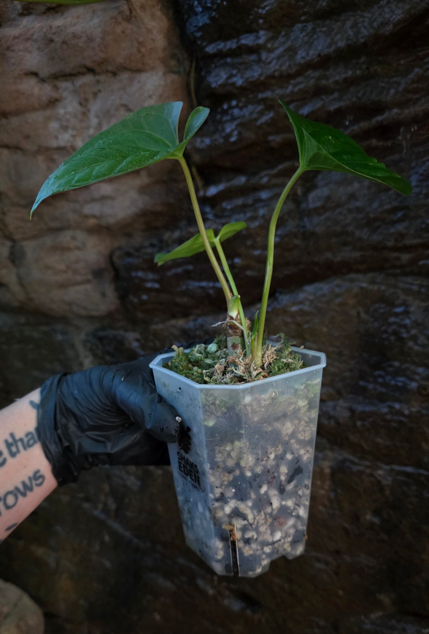 ANTHURIUM Guatemala x Luxurians x Crystallinum