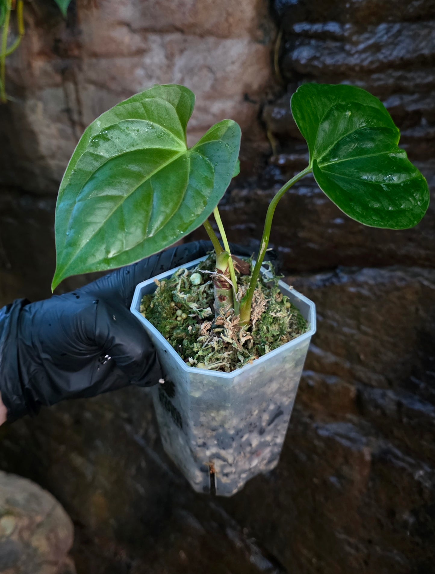 ANTHURIUM Guatemala x Luxurians x Crystallinum