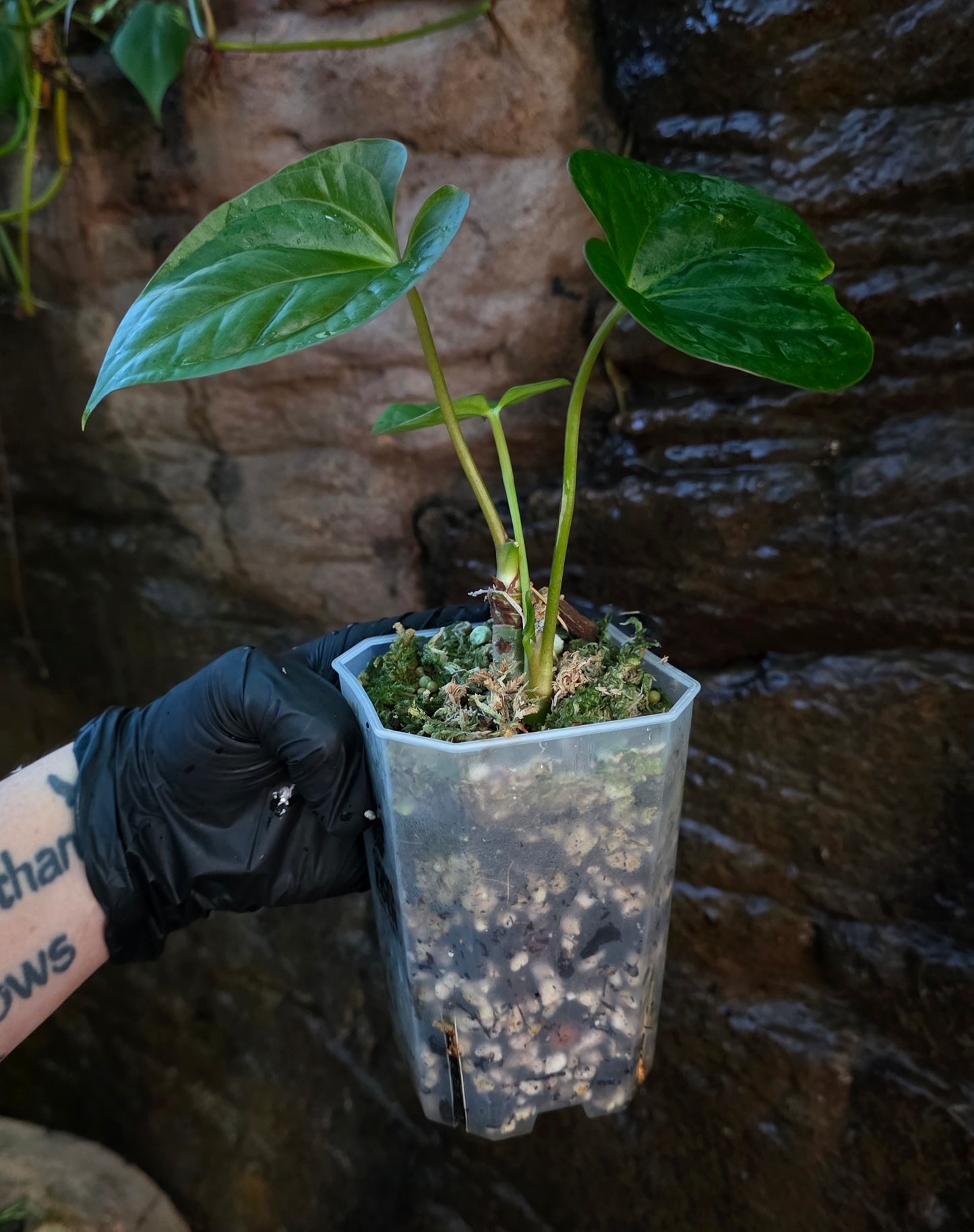 ANTHURIUM Guatemala x Luxurians x Crystallinum