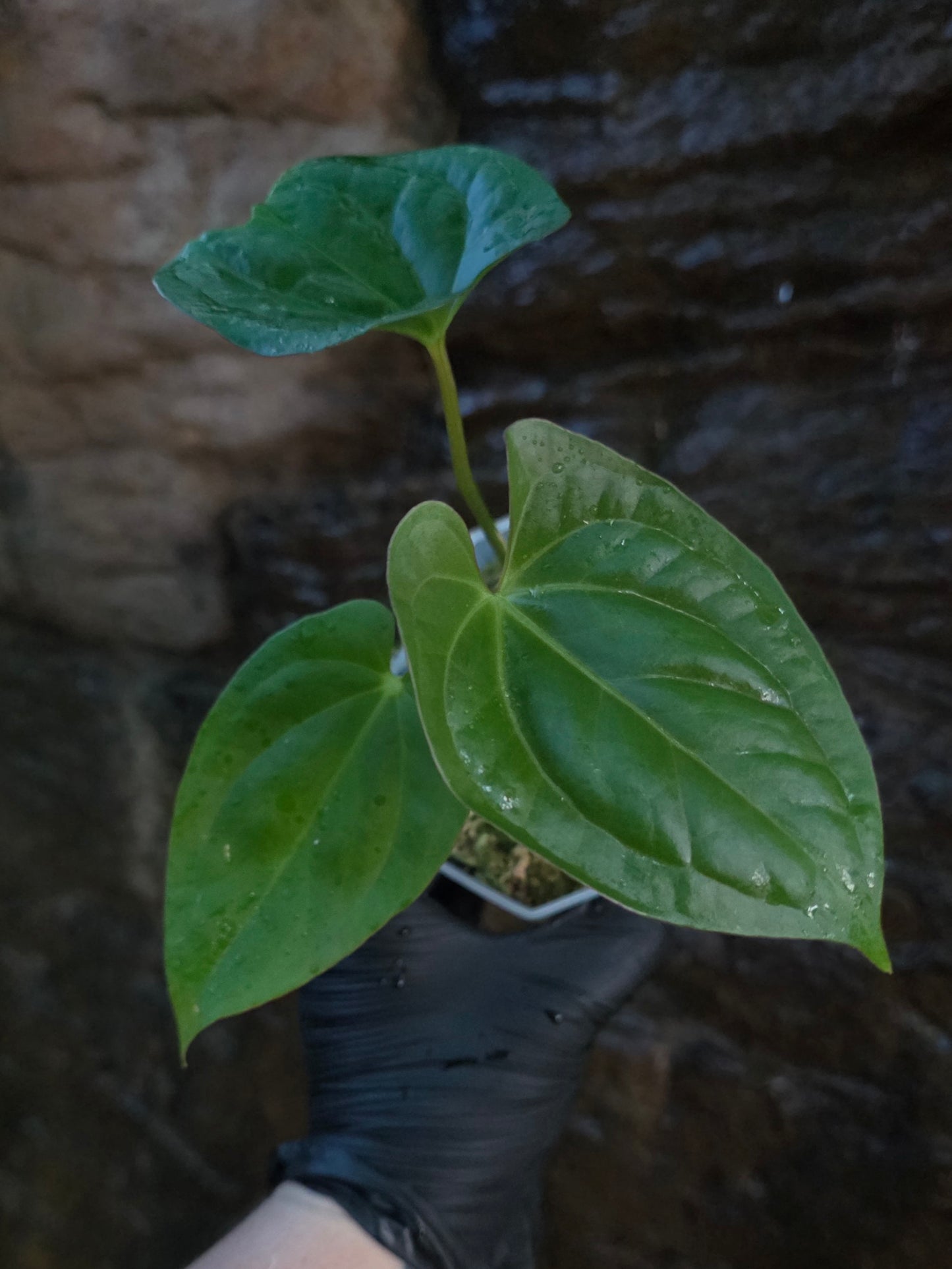 ANTHURIUM Guatemala x Luxurians x Crystallinum