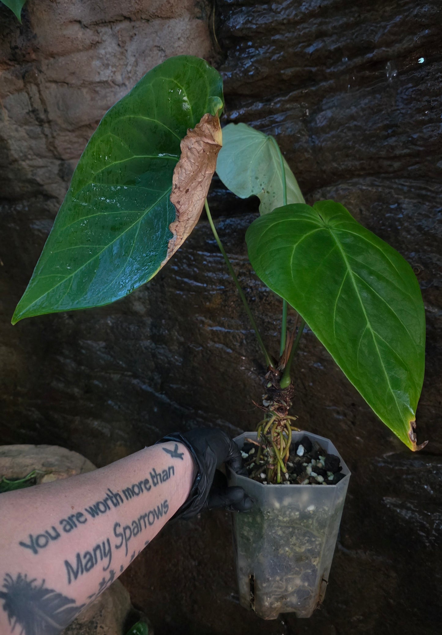 ANTHURIUM Forgetii Hybrid