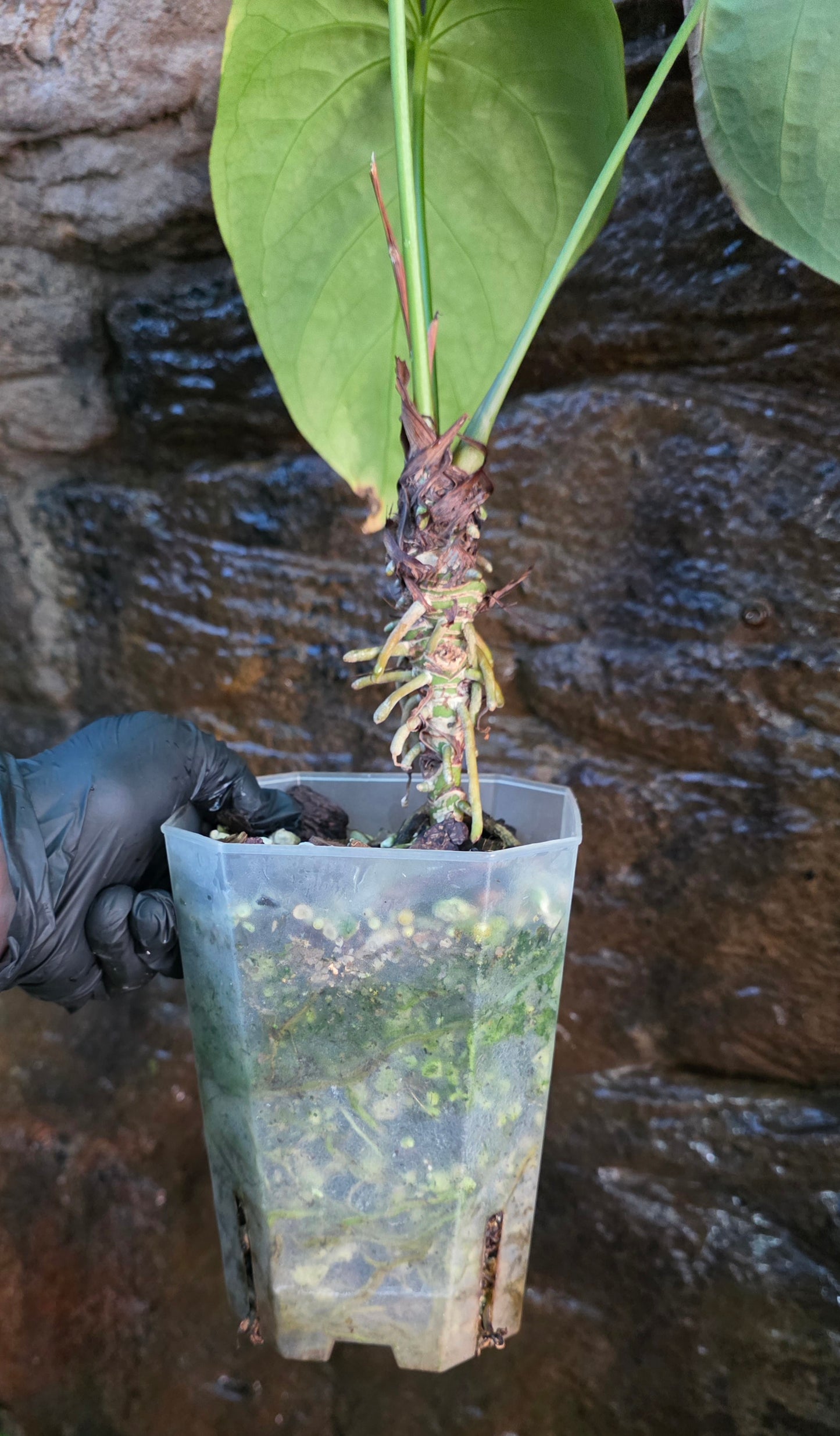 ANTHURIUM Forgetii Hybrid