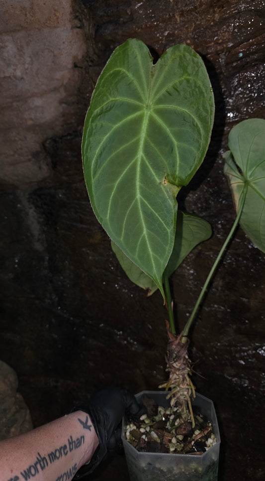ANTHURIUM Forgetii Hybrid