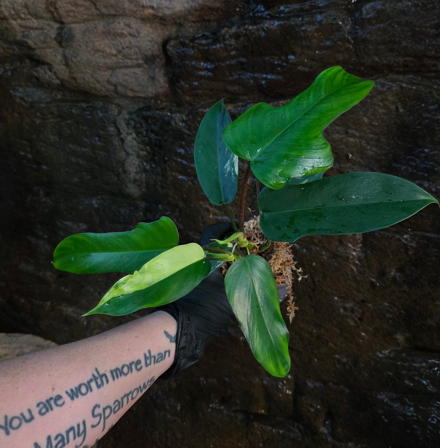 NEW HYBRID* Philodendron Florida Beauty x Squamferium