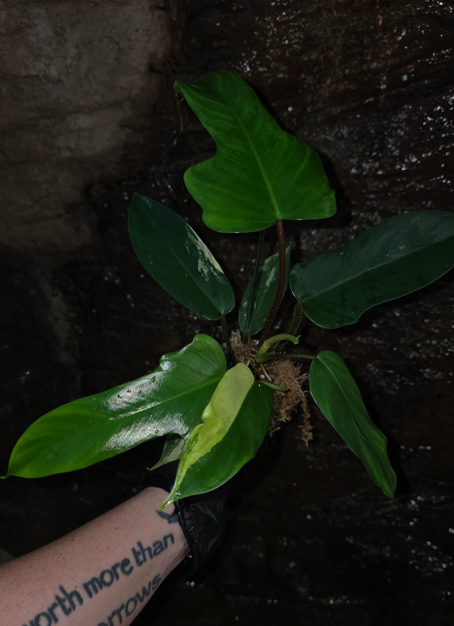 NEW HYBRID* Philodendron Florida Beauty x Squamferium