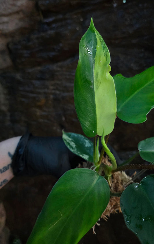NEW HYBRID* Philodendron Florida Beauty x Squamferium
