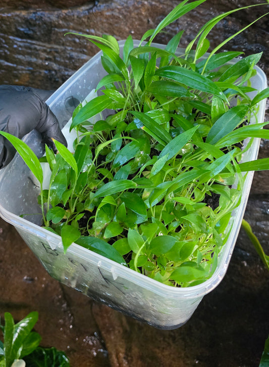 Anthurium Bakerii seedlings * Pickup ONLY*