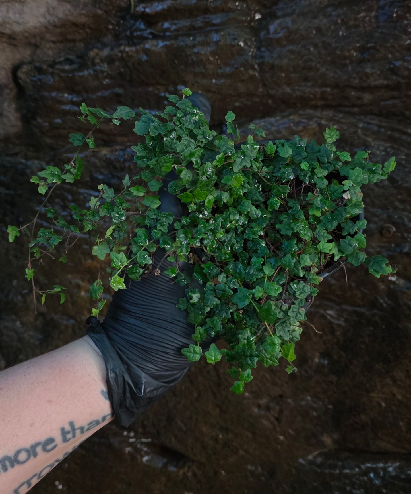 String of frogs / Ficus pumila " Quercifolia " large pot