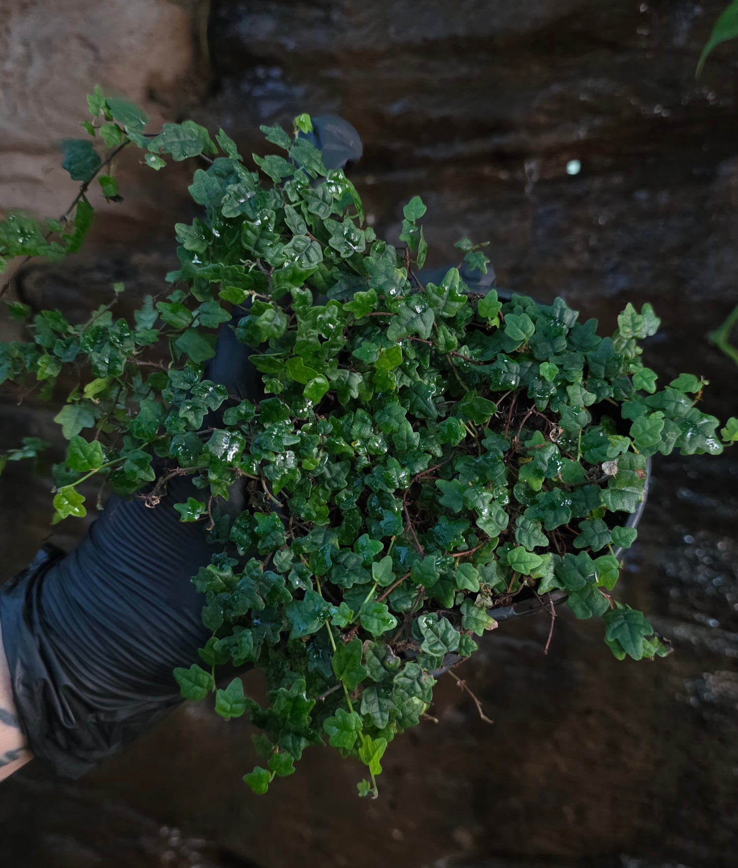String of frogs / Ficus pumila " Quercifolia " large pot
