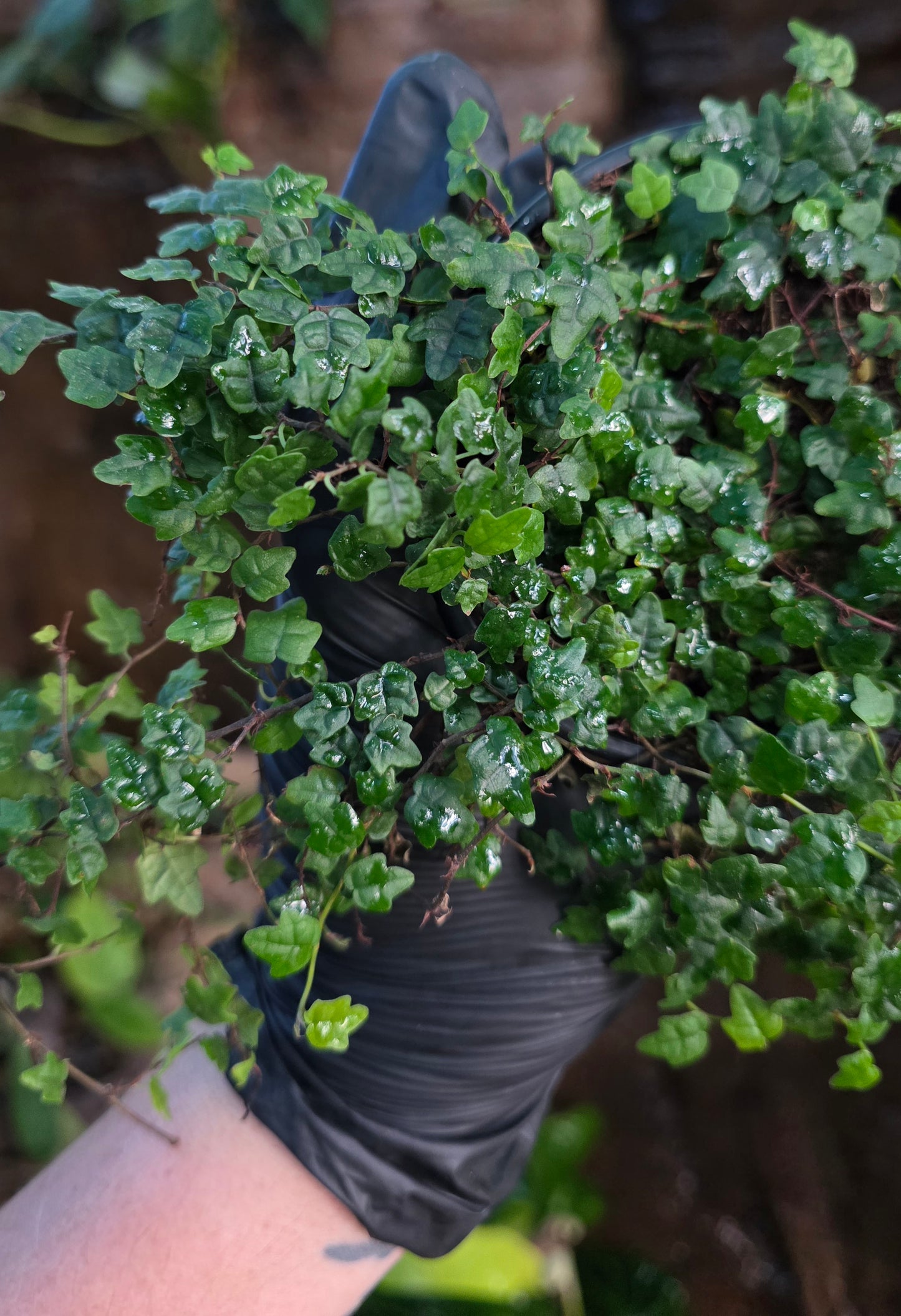 String of frogs / Ficus pumila " Quercifolia " large pot