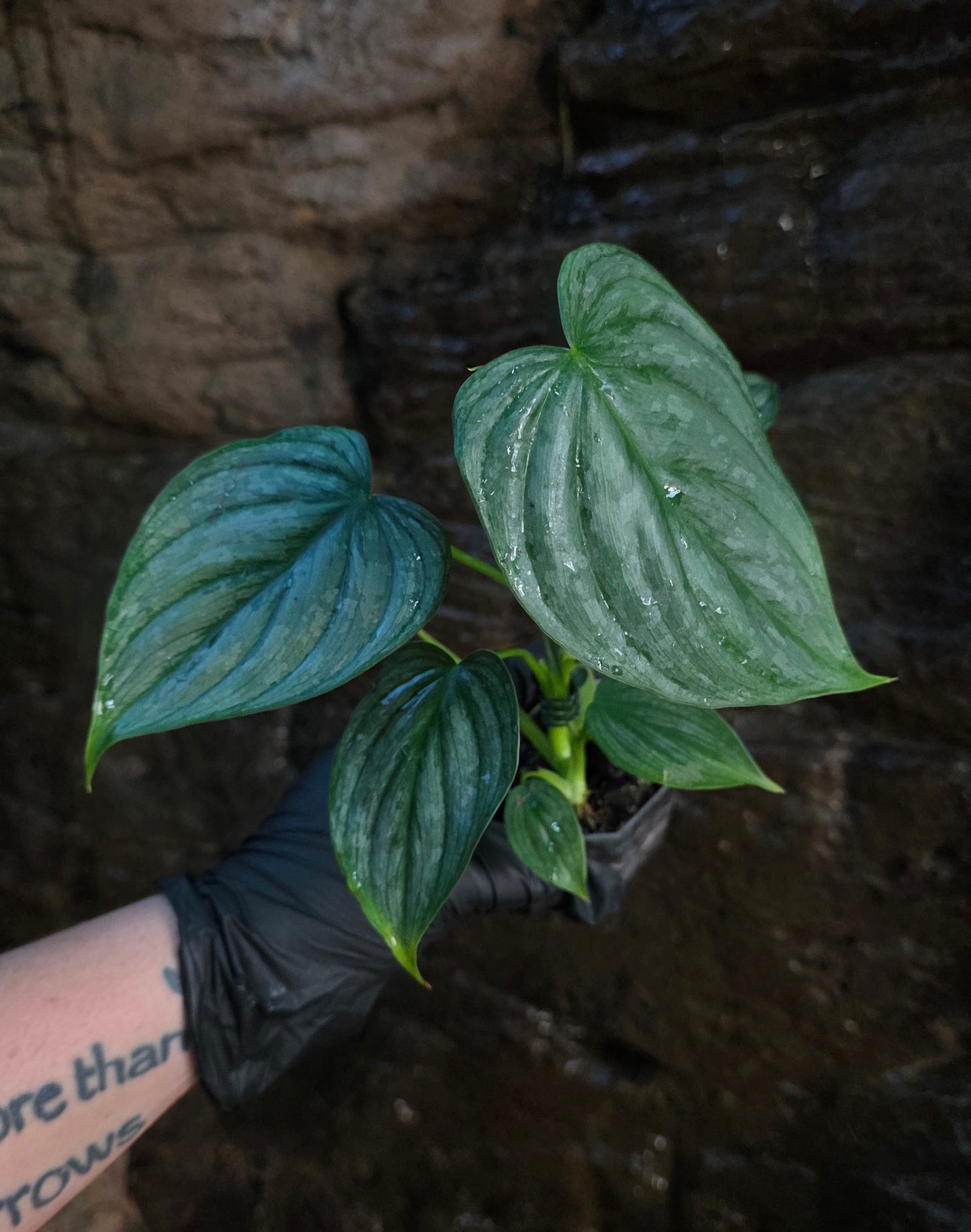 Philodendron Mamei x Brandtianum