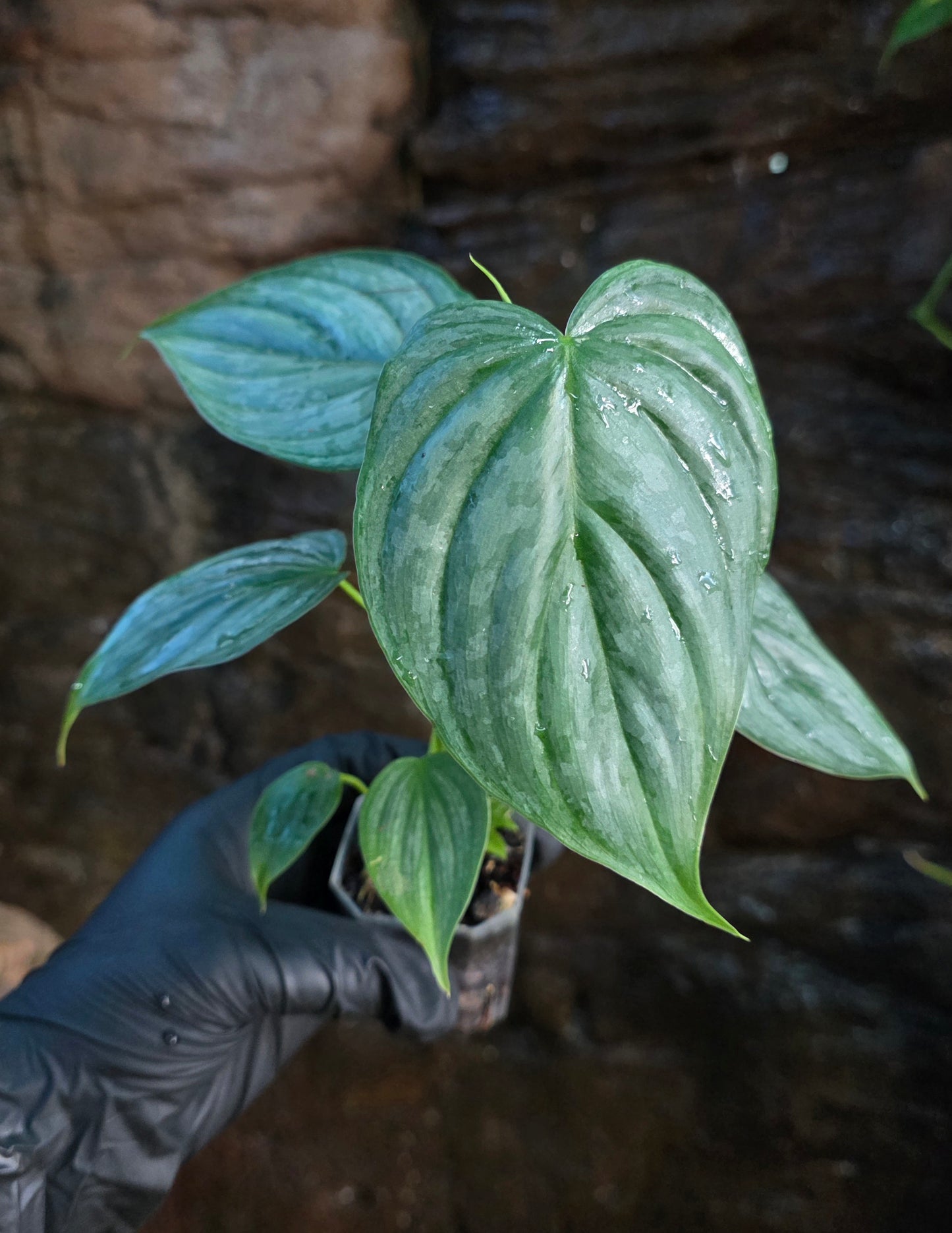 Philodendron Mamei x Brandtianum