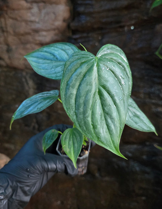 Philodendron Mamei x Brandtianum