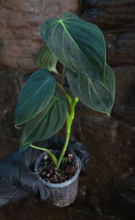 NEW HYBRID Philodendron Splendid x Gloriosum