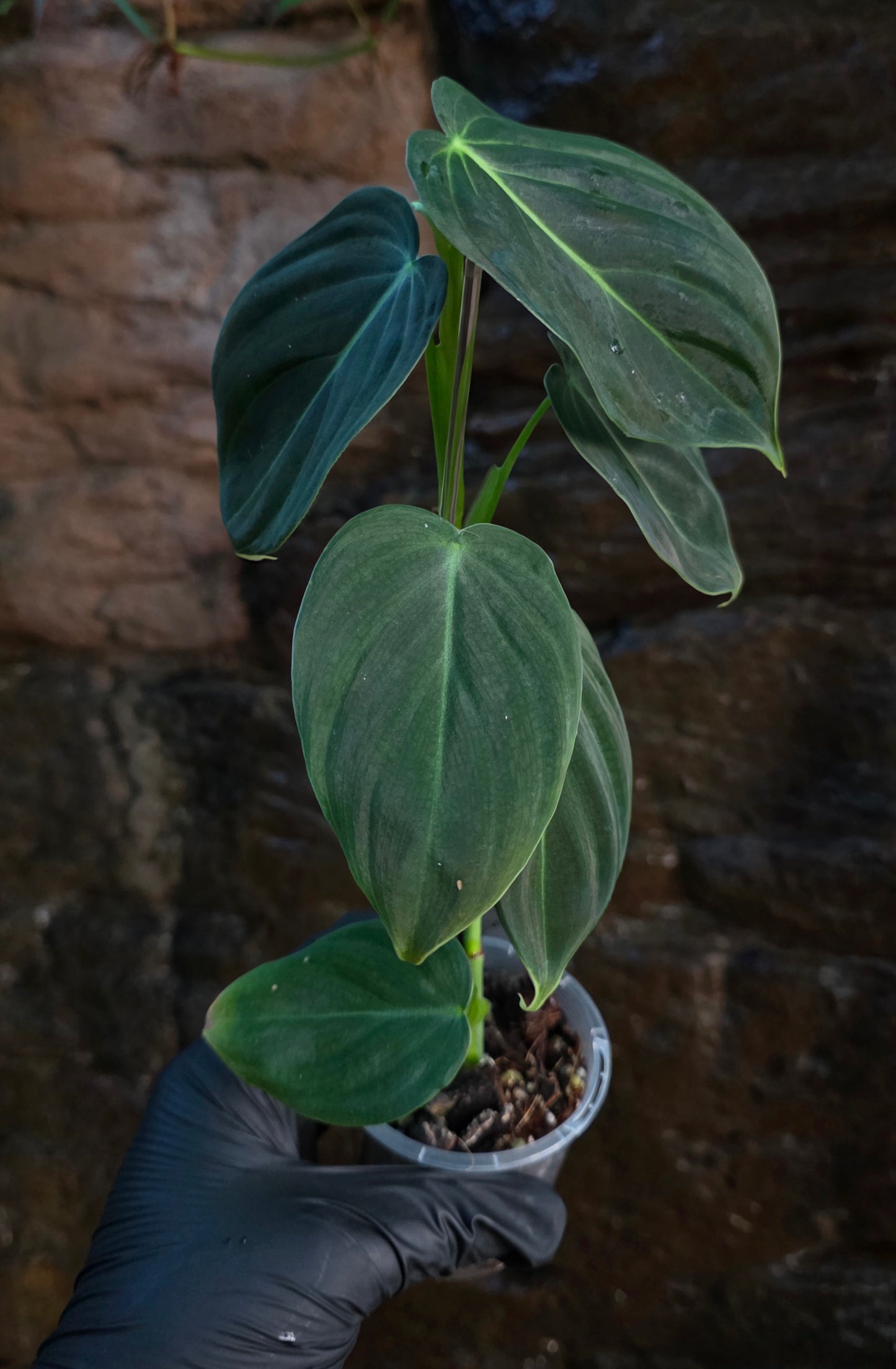 NEW HYBRID Philodendron Splendid x Gloriosum