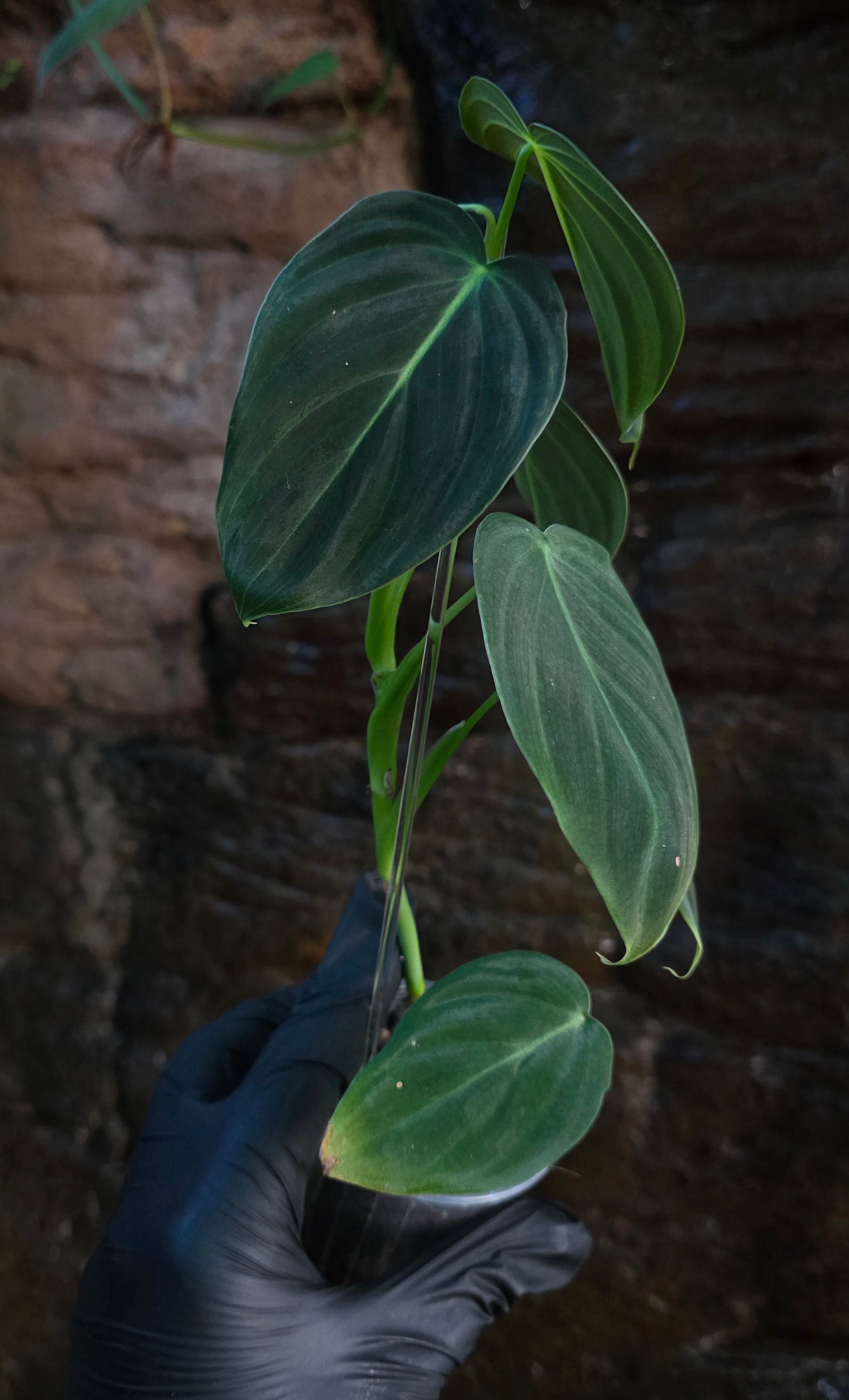NEW HYBRID Philodendron Splendid x Gloriosum
