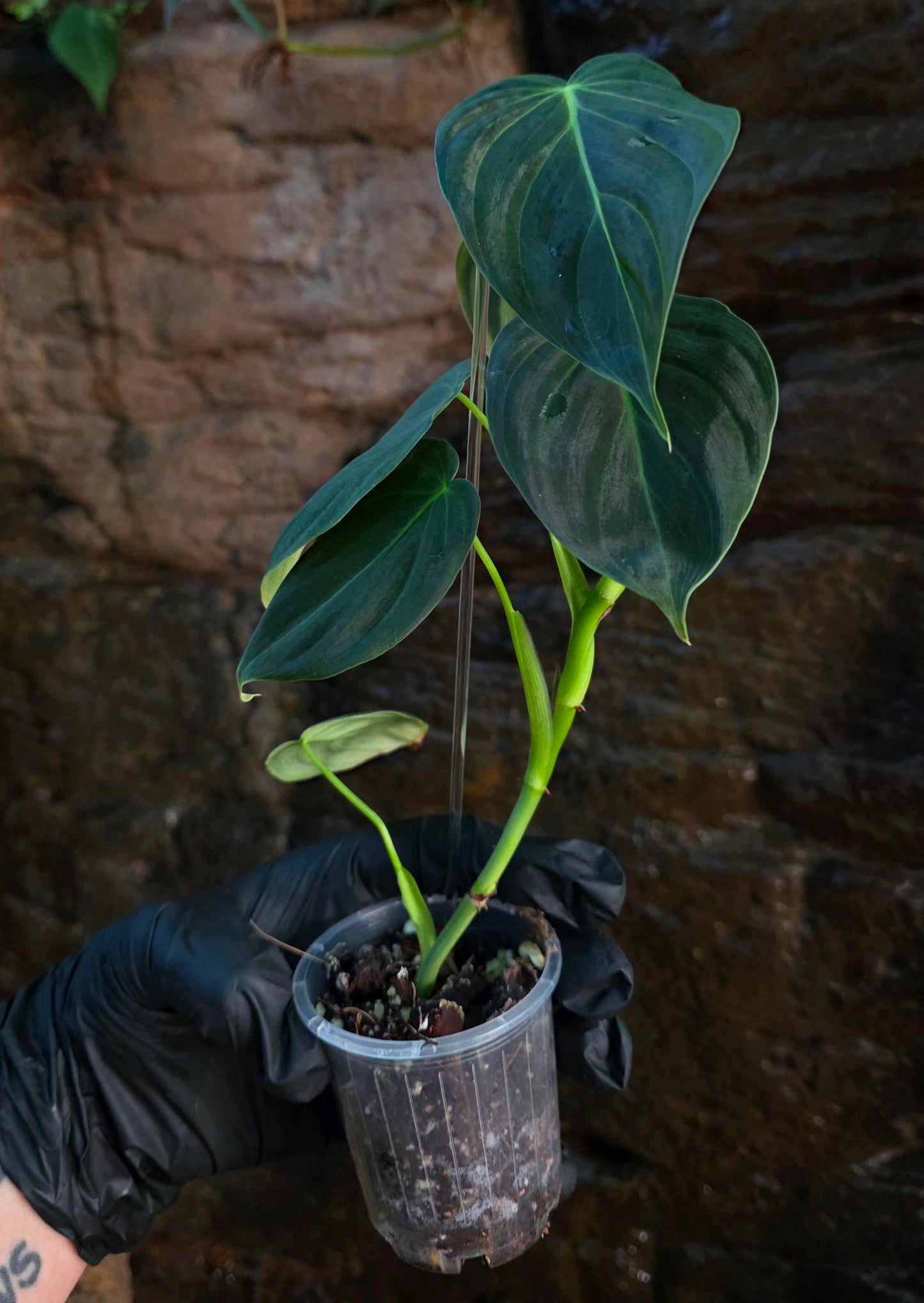 NEW HYBRID Philodendron Splendid x Gloriosum