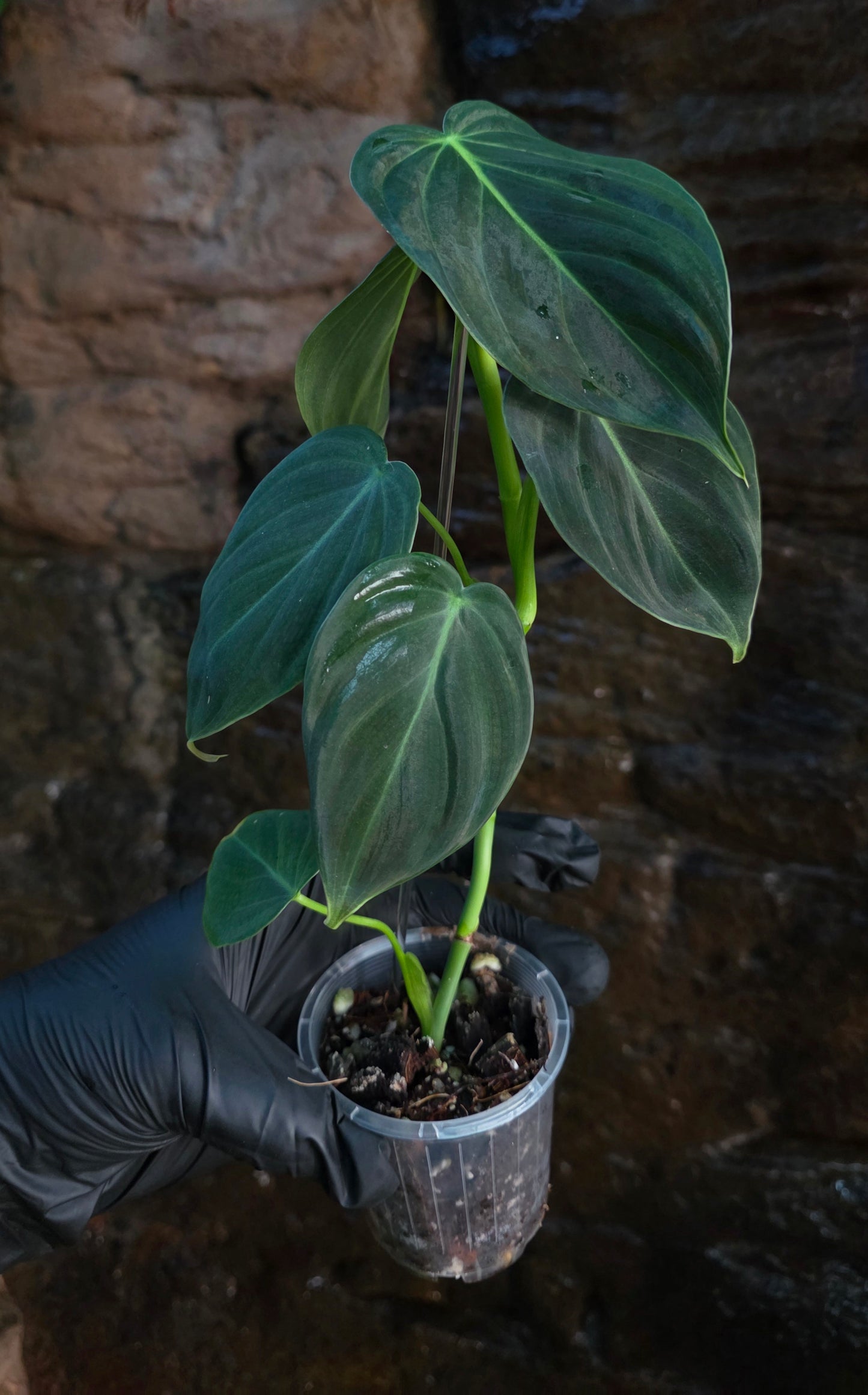 NEW HYBRID Philodendron Splendid x Gloriosum