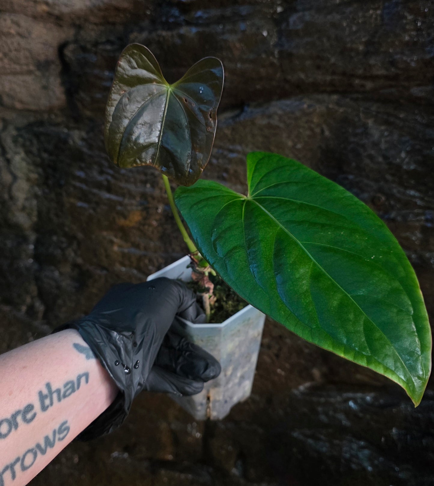 ANTHURIUM Phantom phoenix