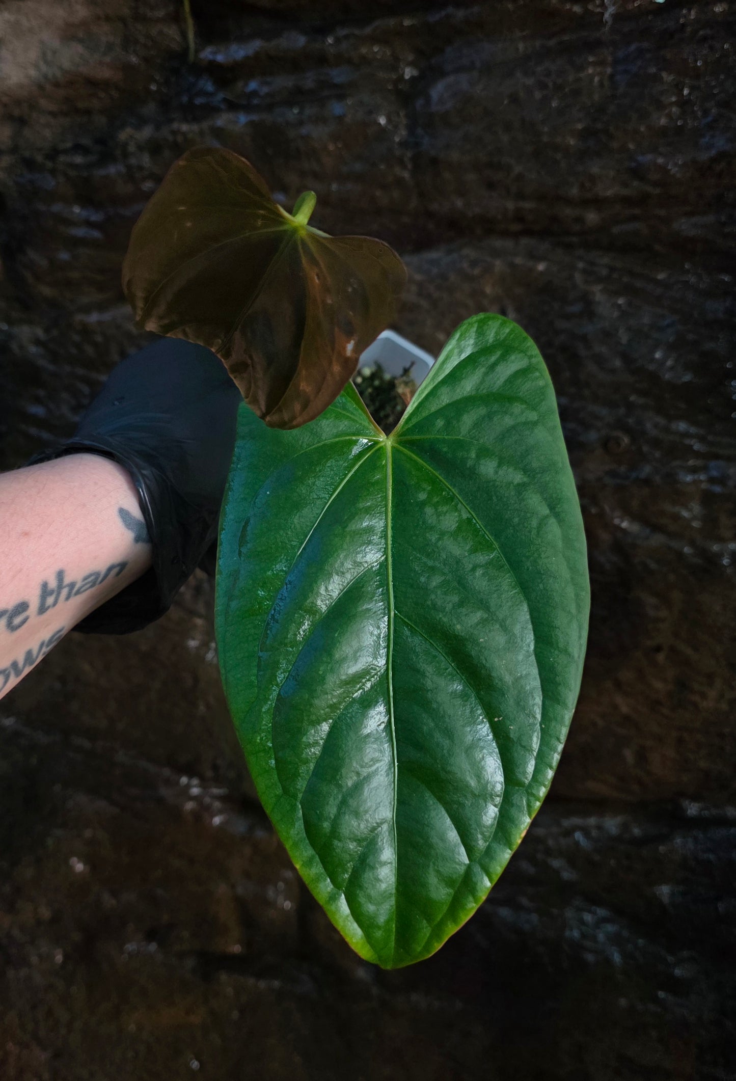 ANTHURIUM Phantom phoenix