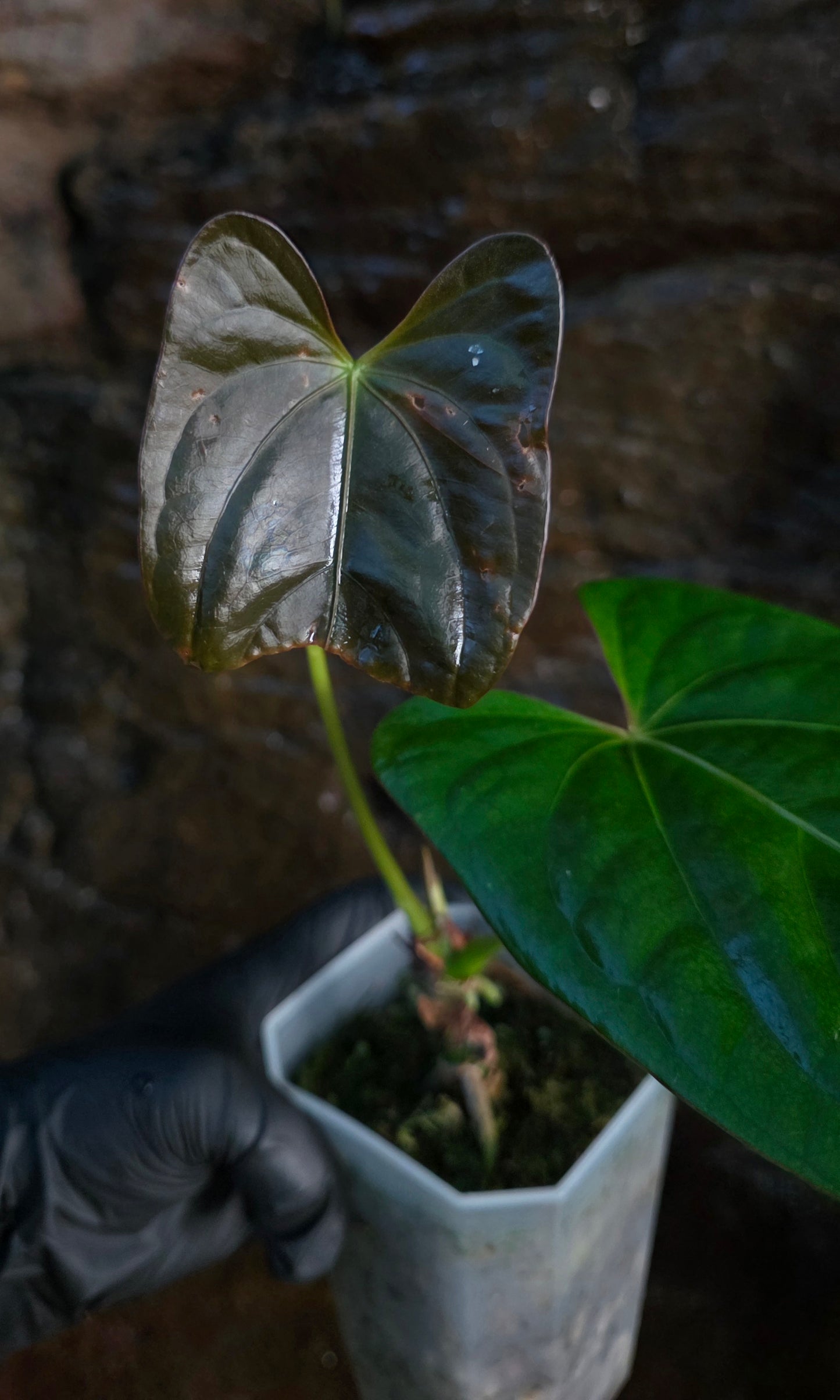 ANTHURIUM Phantom phoenix