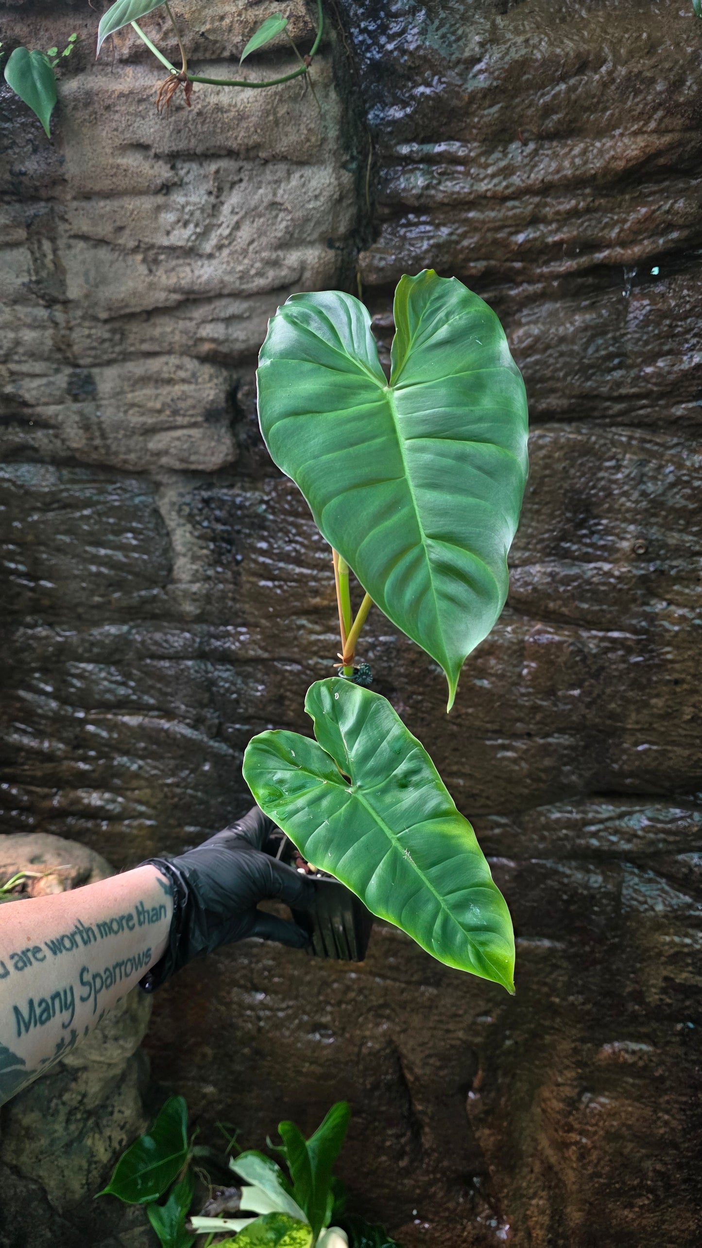Philodendron Verrucosum x Billietiae ( Billicosum ) Large