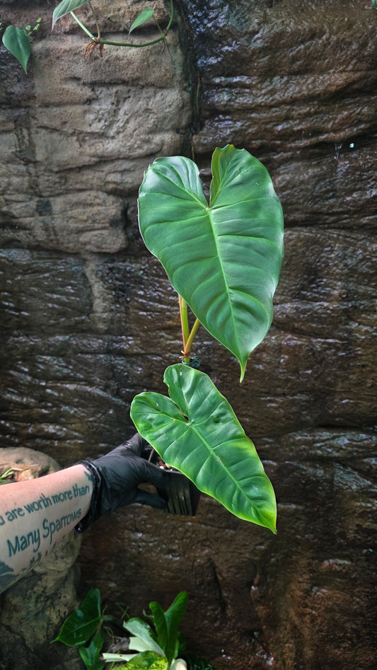 Philodendron Verrucosum x Billietiae ( Billicosum ) Large