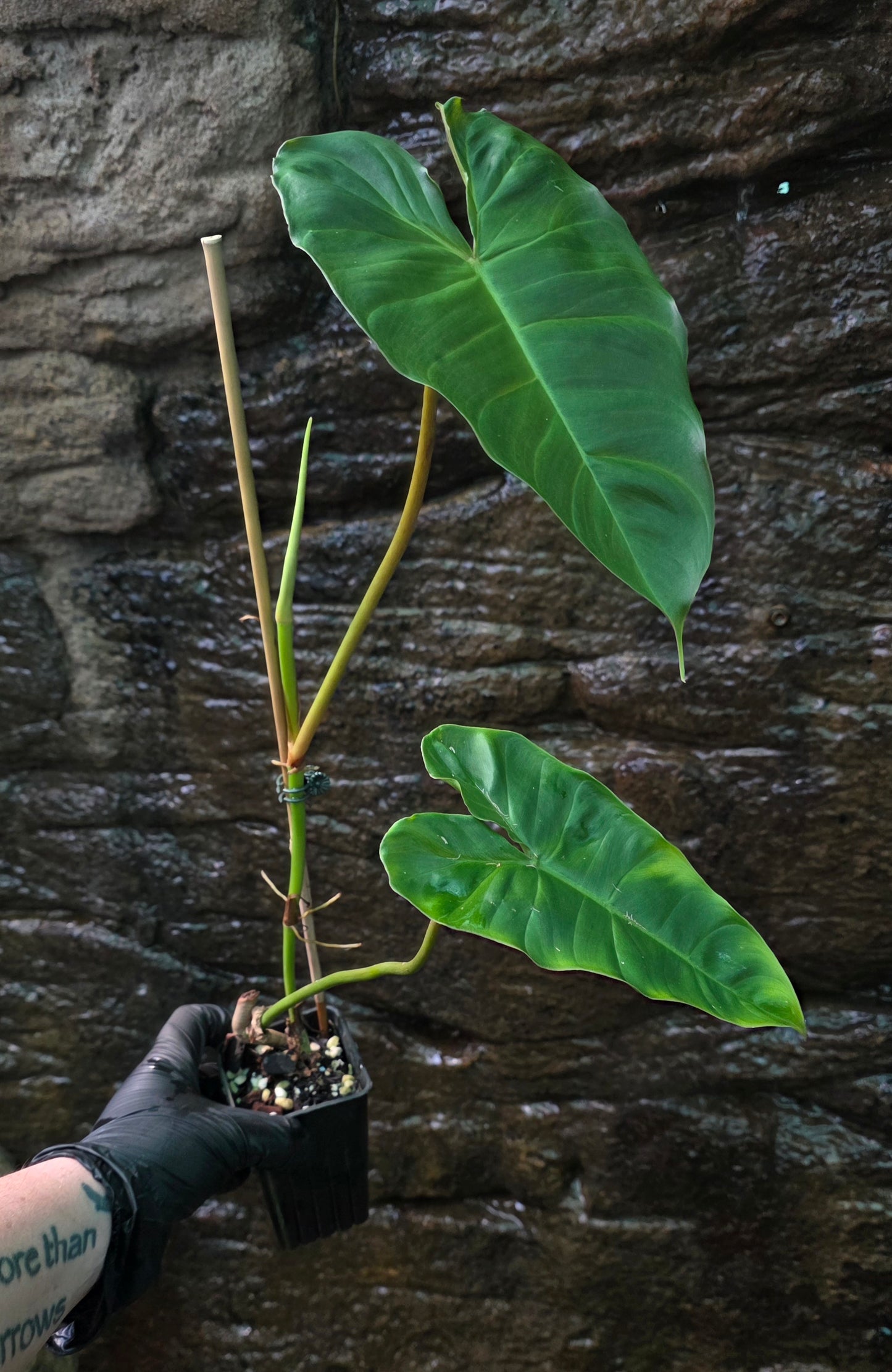 Philodendron Verrucosum x Billietiae ( Billicosum ) Large