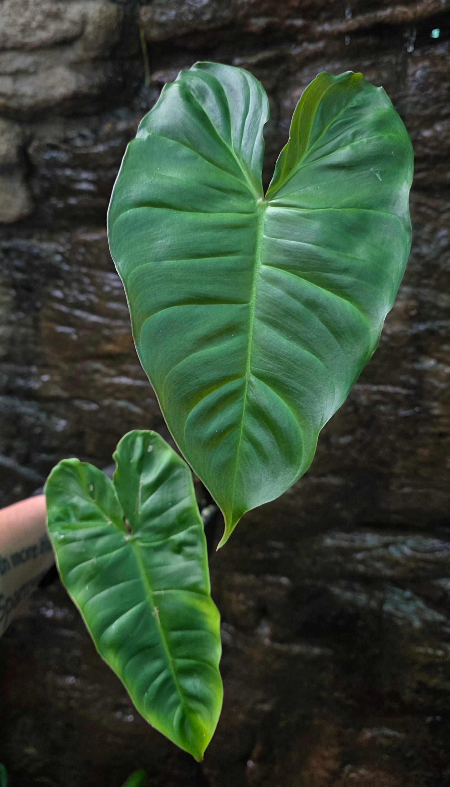 Philodendron Verrucosum x Billietiae ( Billicosum ) Large