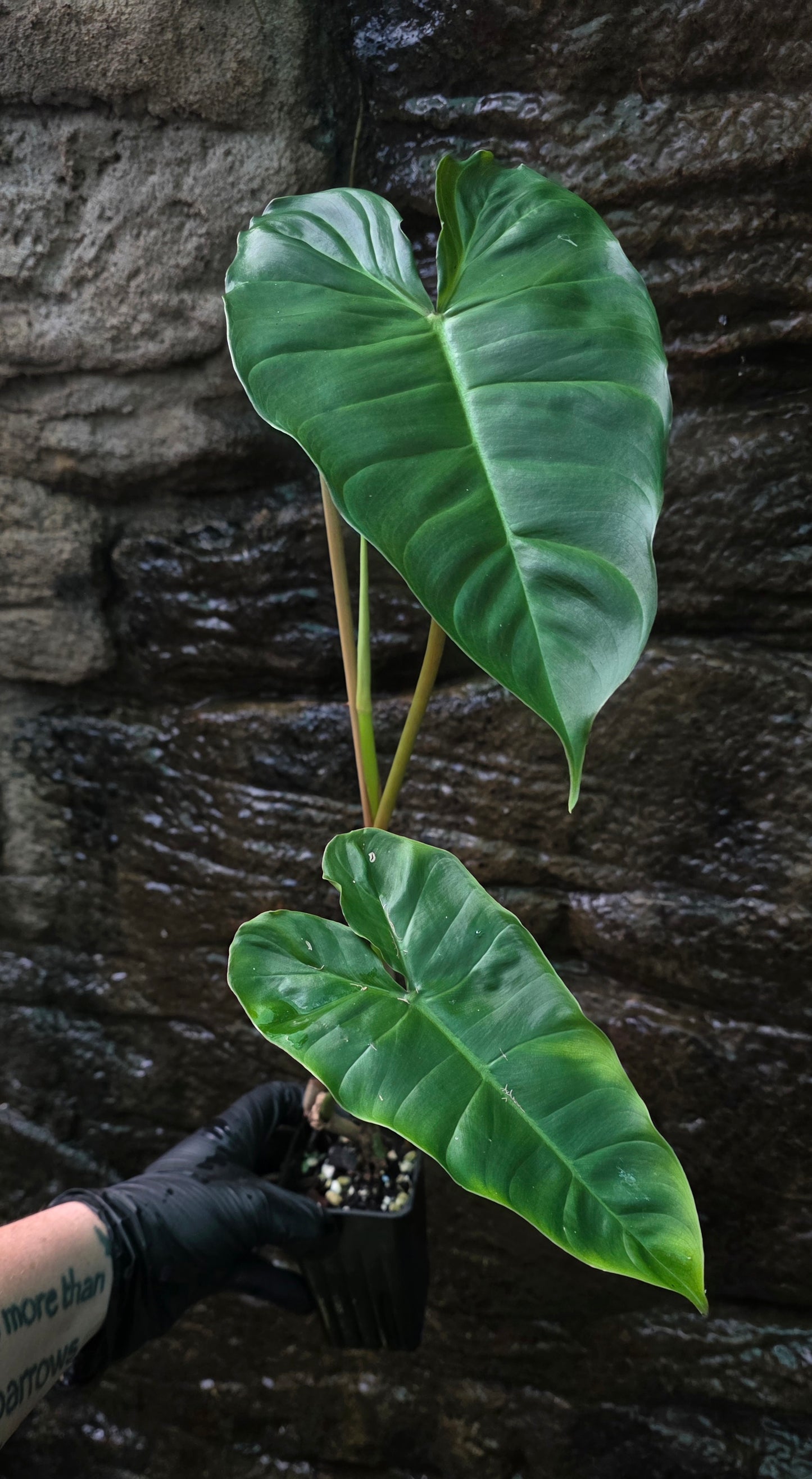 Philodendron Verrucosum x Billietiae ( Billicosum ) Large