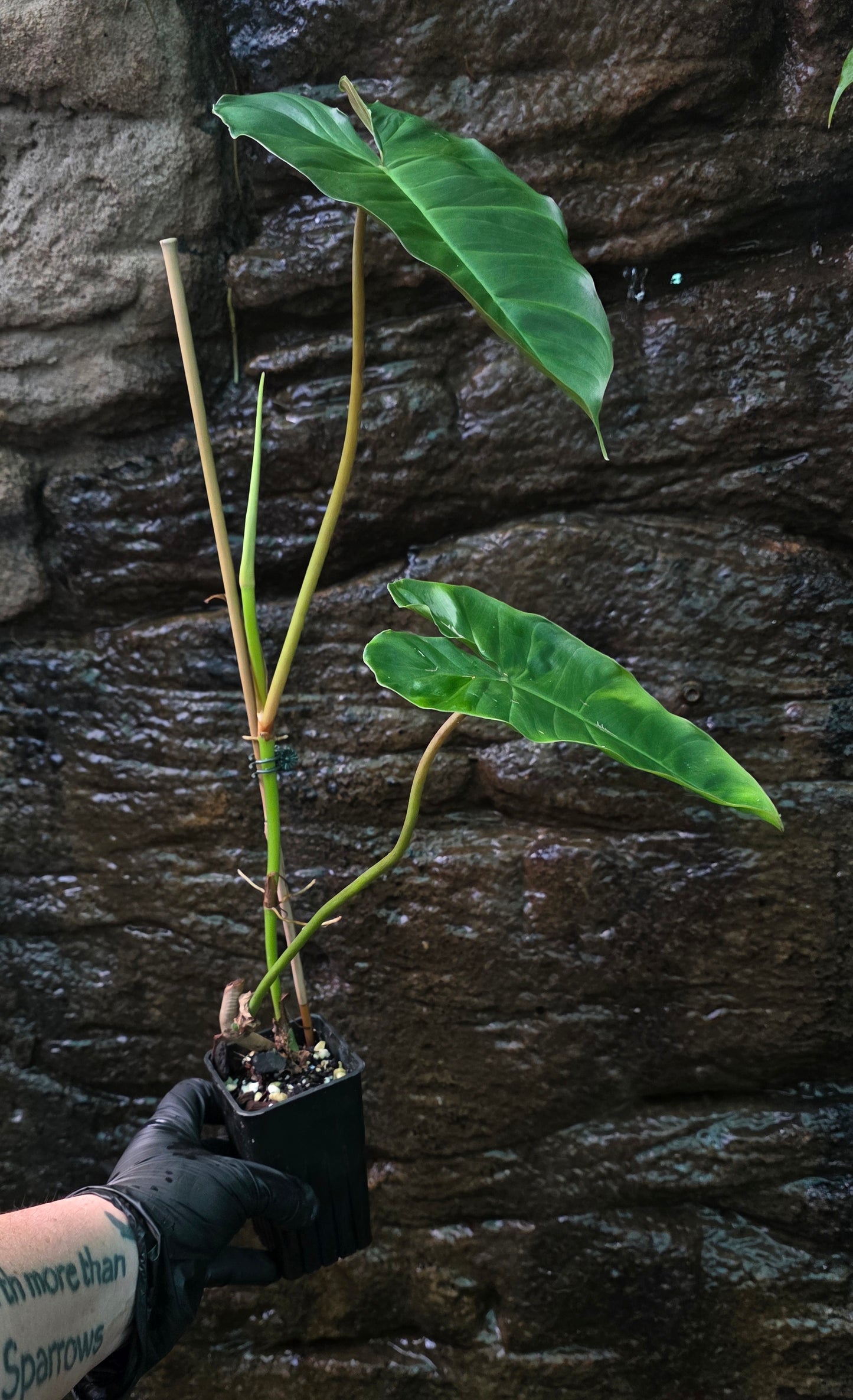 Philodendron Verrucosum x Billietiae ( Billicosum ) Large