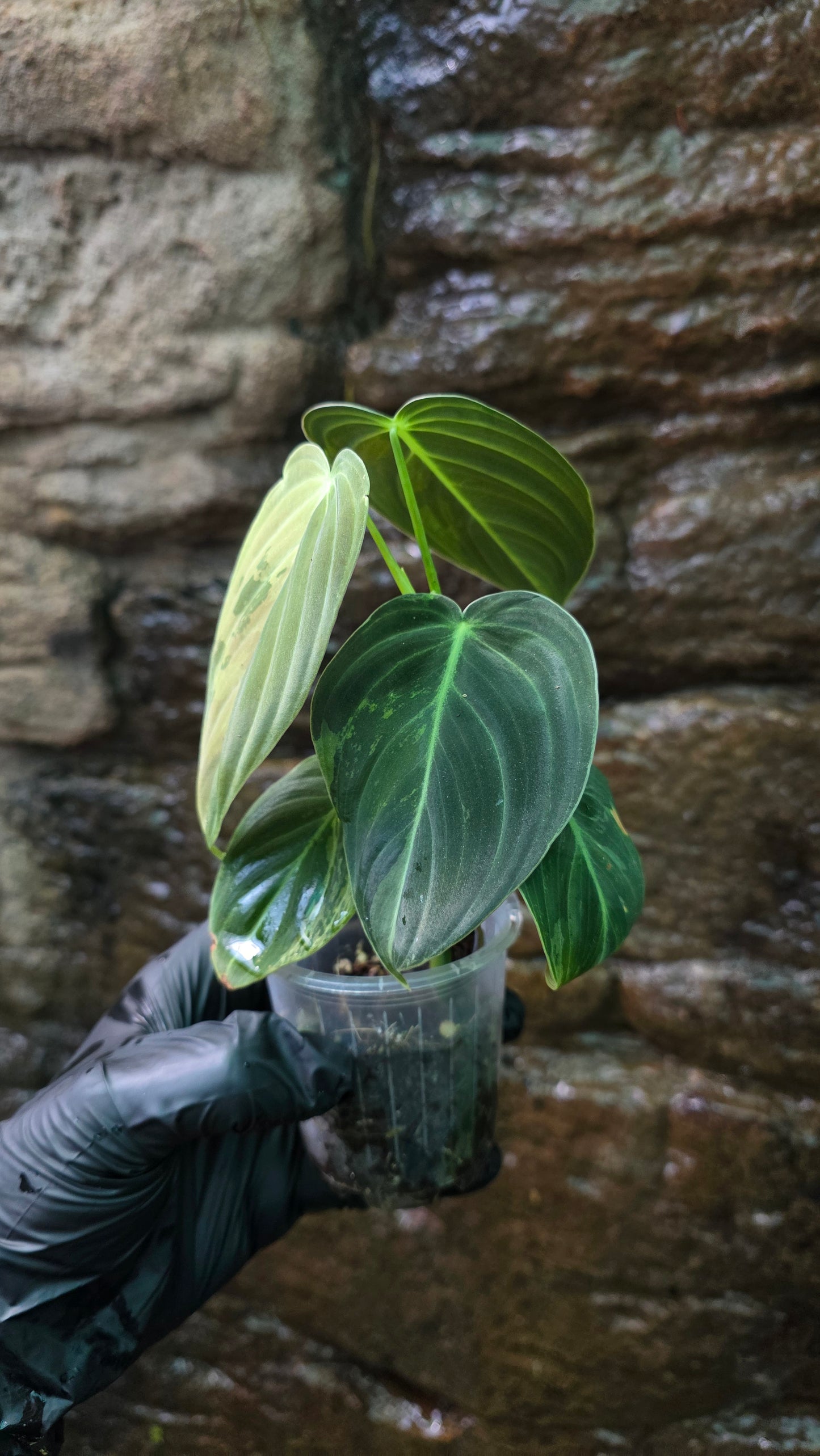 Variegated Philodendron Melanochrysum