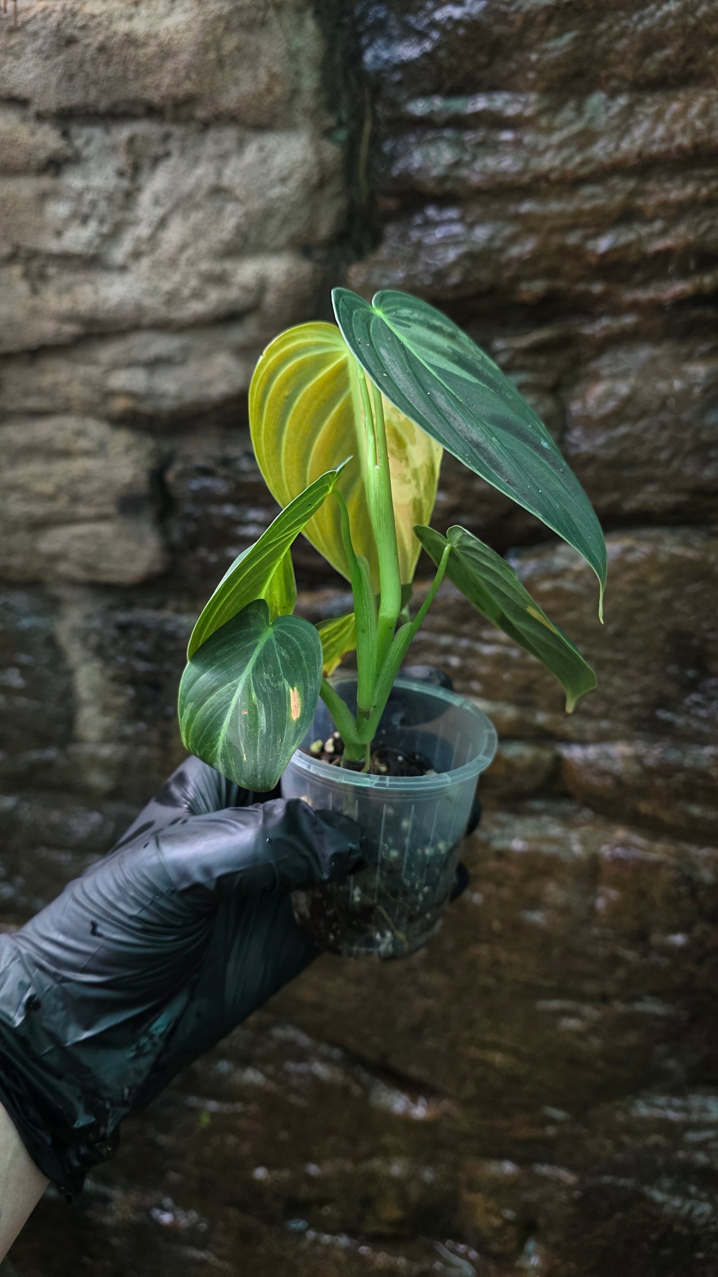 Variegated Philodendron Melanochrysum