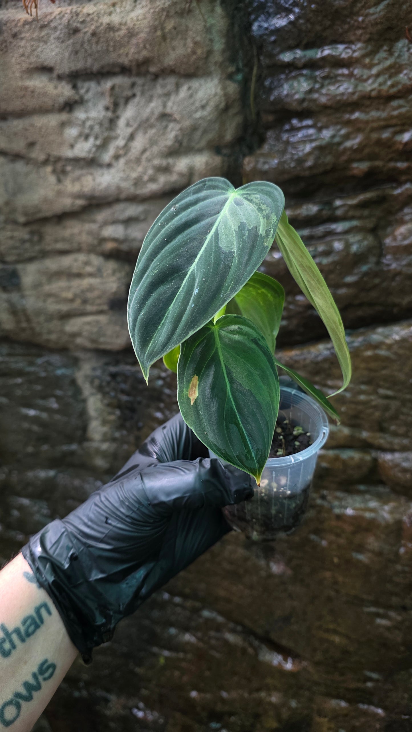 Variegated Philodendron Melanochrysum