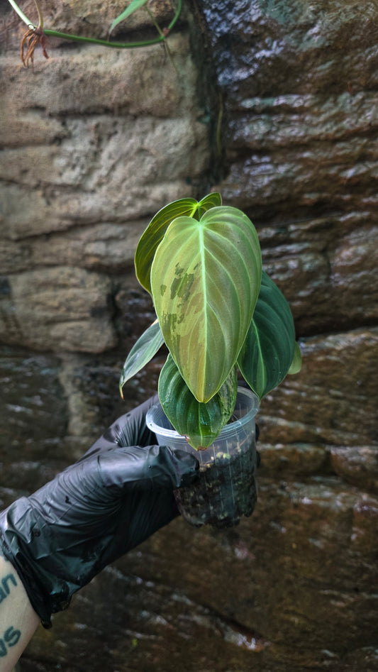 Variegated Philodendron Melanochrysum