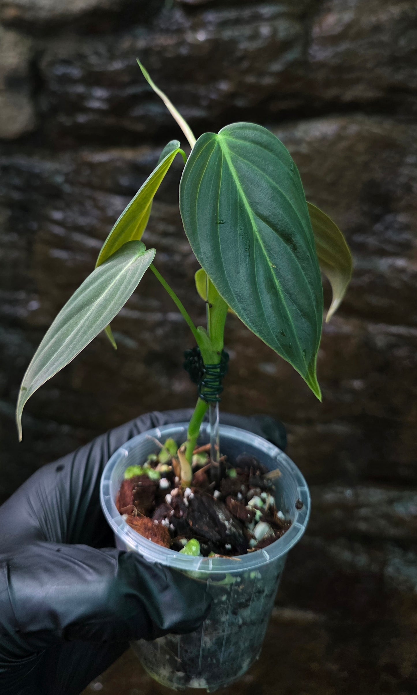 NEW HYBRID Philodendron Splendid x Gloriosum