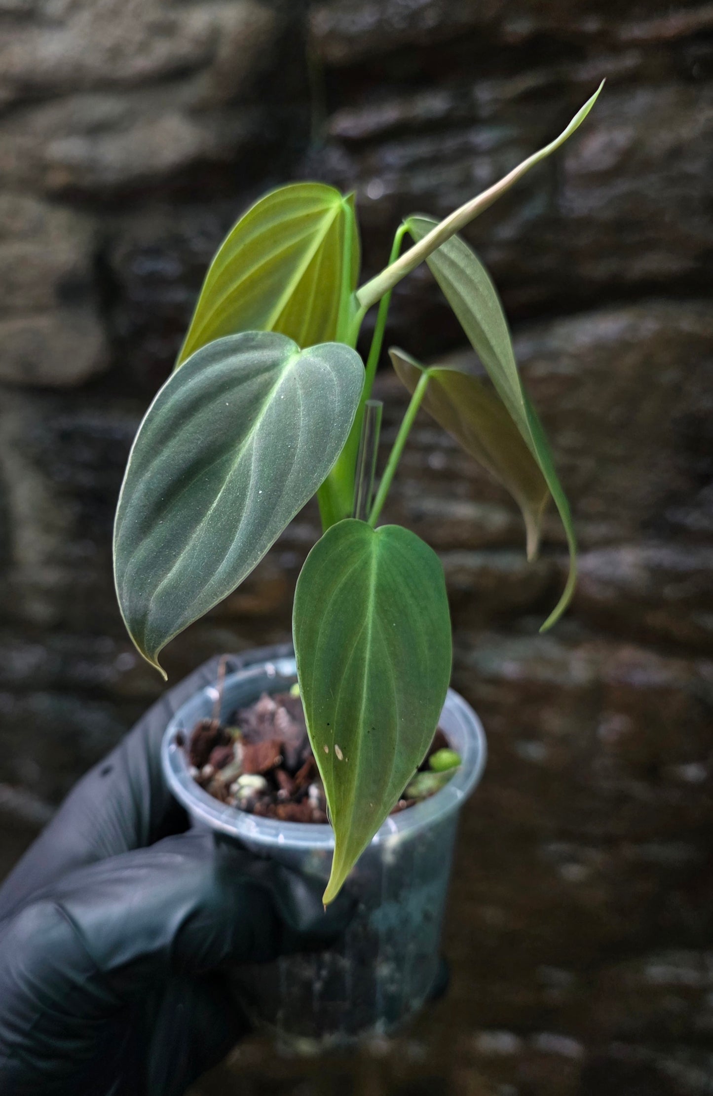 NEW HYBRID Philodendron Splendid x Gloriosum