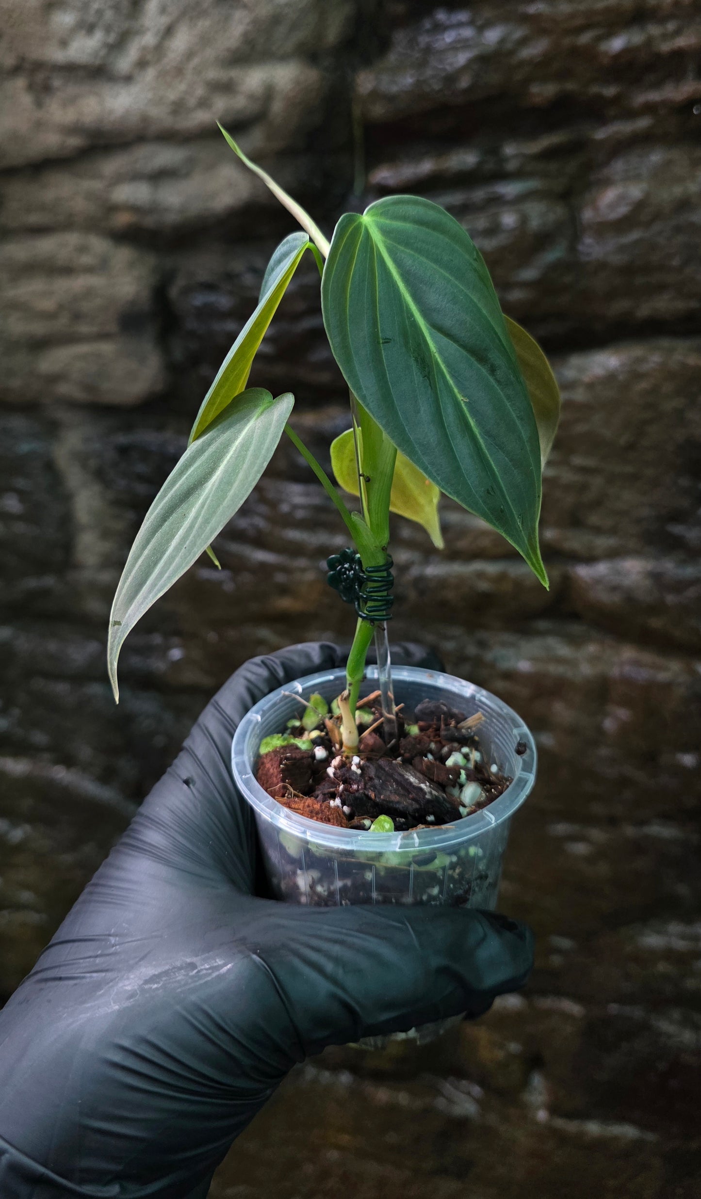 NEW HYBRID Philodendron Splendid x Gloriosum