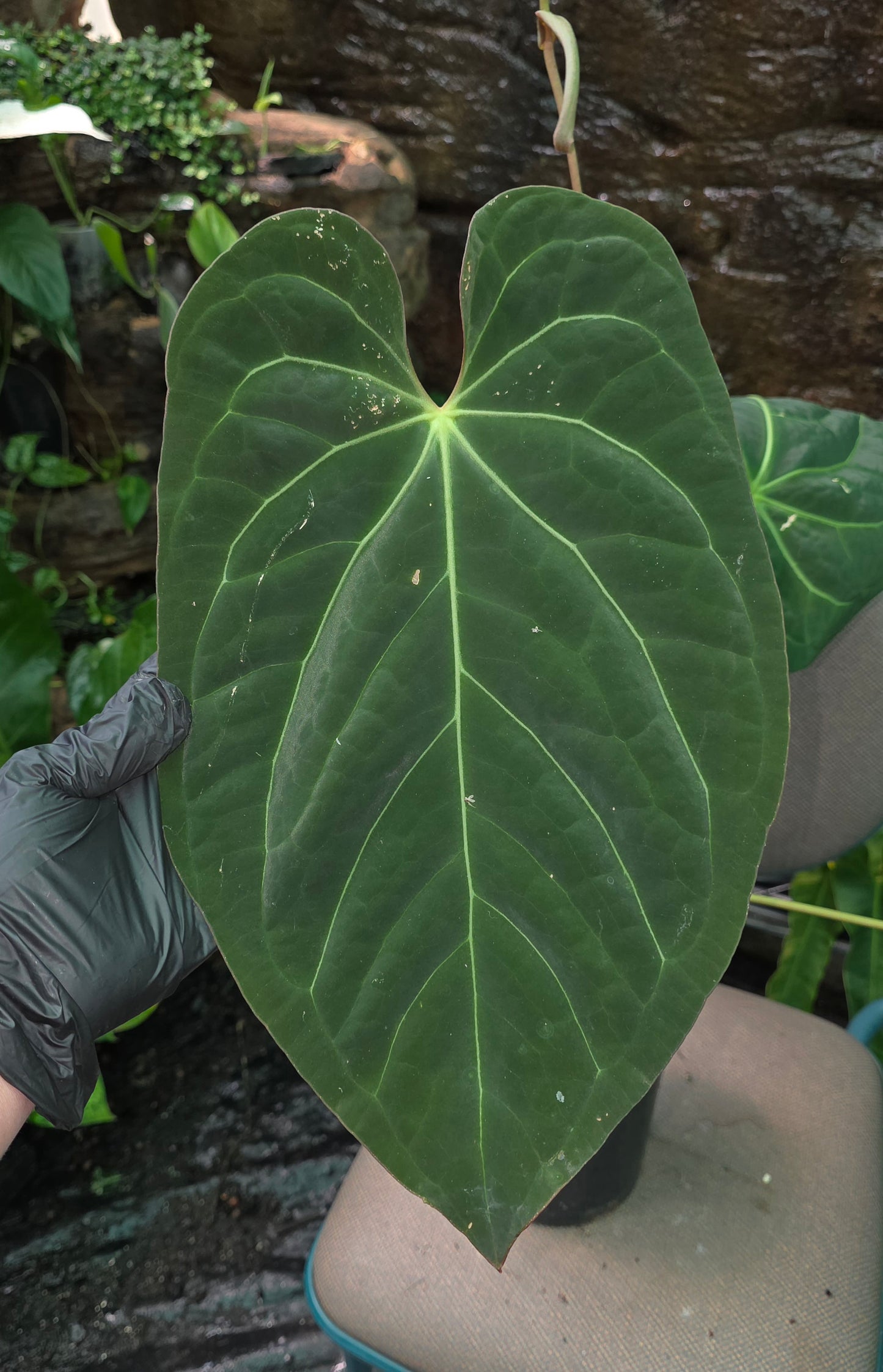 ANTHURIUM Dark Bumpy Noid
