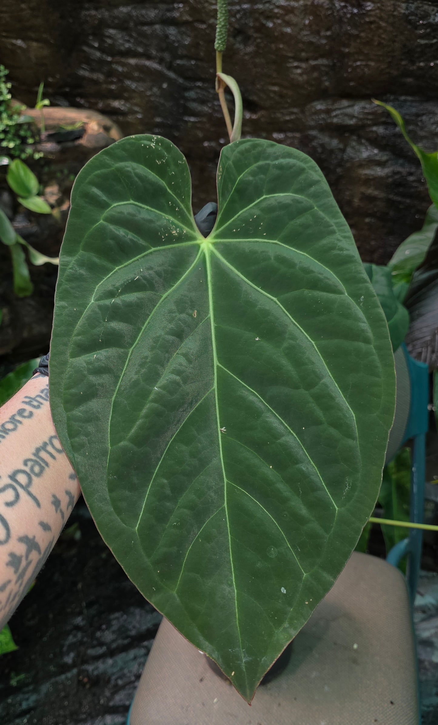 ANTHURIUM Dark Bumpy Noid