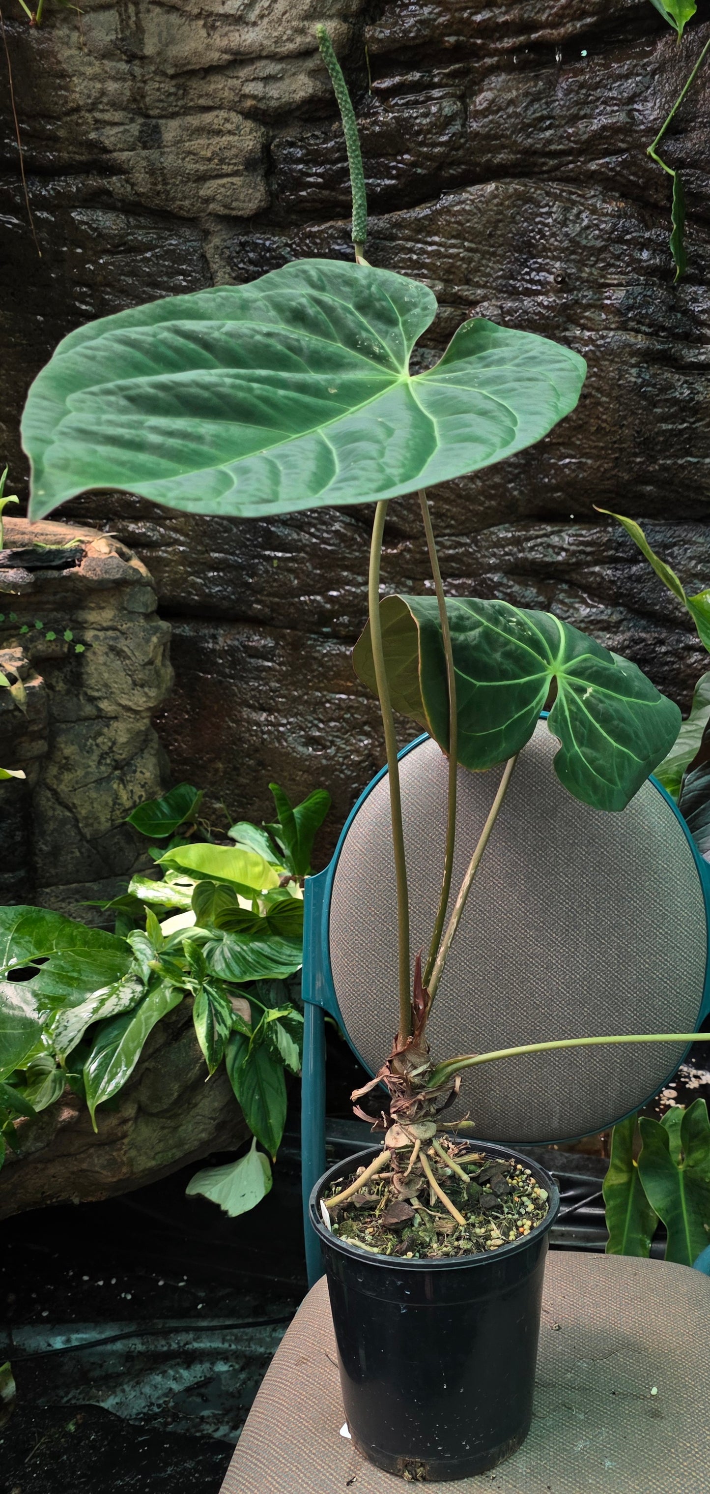 ANTHURIUM Dark Bumpy Noid