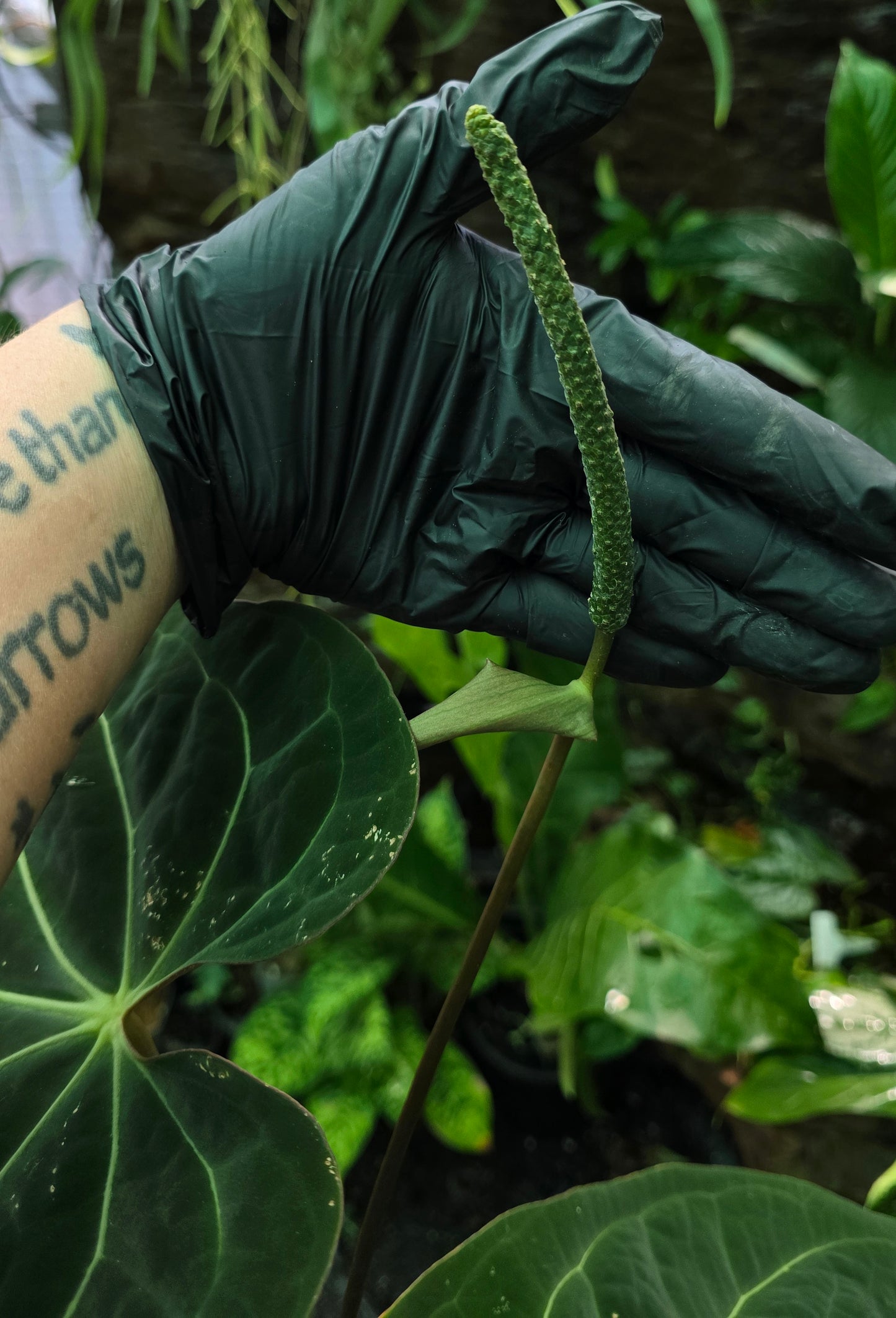 ANTHURIUM Dark Bumpy Noid