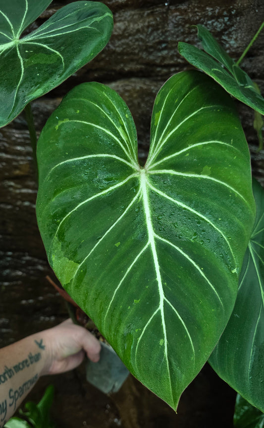 Philodendron White veins low var * Pickup Only*